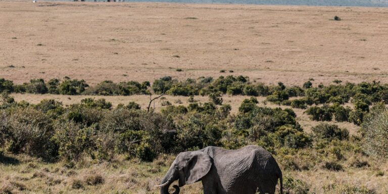 Wildlife and Nature: Exploring the Rich Biodiversity of the Prairie Region